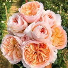 Саджанці троянд Солодка Джульєтта (привитий) - 2-річний