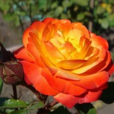 Саджанці троянд Сонечко (привитий) - 2-річний