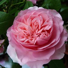 Саджанці троянд Соня (привитий) - 2-річний