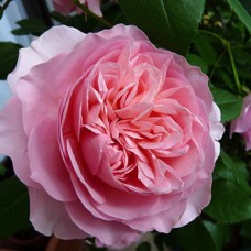 Саджанці троянд Соня Рікель (привитий) - 2-річний