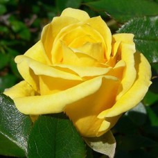 Саджанці троянд Сонця Світло (привитий) - 2-річний