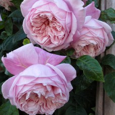 Саджанці троянд Спіріт Оф Фрідом (привитий) - 2-річний