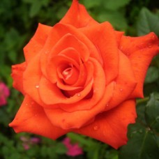 Саджанці троянд Стар (привитий) - 2-річний