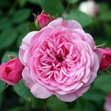 Саджанці троянд Старлет Роуз Єва (привитий) - 2-річний