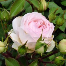 Саджанці троянд Стефані Баронін Цу Гуттенберг (привитий) - 2-річний