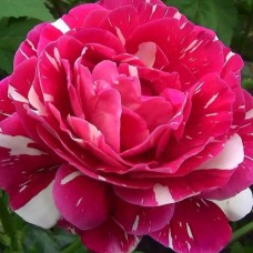 Саджанці троянд Строката Фантазія (привитий) - 2-річний