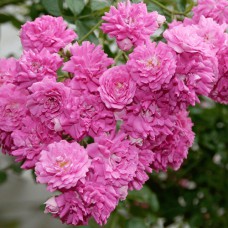 Саджанці троянд Супер Дороті (привитий) - 2-річний