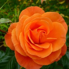 Саджанці троянд Супер Трупер (привитий) - 2-річний