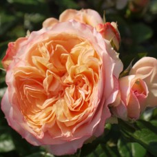 Саджанці троянд Сурір Де Хавр (привитий) - 2-річний