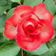 Саджанці троянд Світ Антік (привитий) - 2-річний