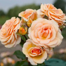 Саджанці троянд Світ Хоней (привитий) - 2-річний