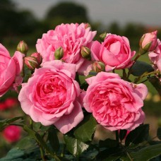 Саджанці троянд Світ Лагуна (привитий) - 2-річний