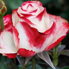 Саджанці троянд Світнес (привитий) - 2-річний