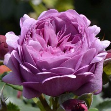 Саджанці троянд Тельма (привитий) - 2-річний