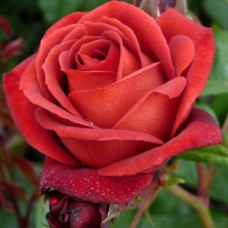 Саджанці троянд Теракота (привитий) - 2-річний