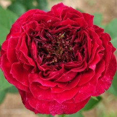 Саджанці троянд Тесс (привитий) - 2-річний