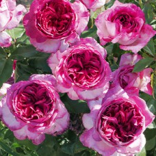 Саджанці троянд Тьєррі Маркс (привитий) - 2-річний