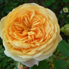 Саджанці троянд Тізінг Джорджія (привитий) - 2-річний