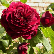 Саджанці троянд Традескант (привитий) - 2-річний