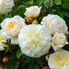 Саджанці троянд Транквіліті (привитий) - 2-річний