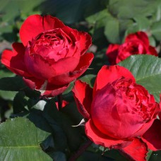 Саджанці троянд Травіата (привитий) - 2-річний