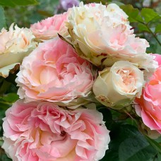 Саджанці троянд Цезар (привитий) - 2-річний