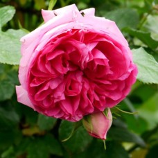 Саджанці троянд Цикламен П'єр Де Ронсар (привитий) - 2-річний