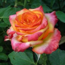 Саджанці троянд Утопія (привитий) - 2-річний