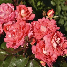 Саджанці троянд Вайкікі (привитий) - 2-річний