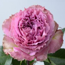 Саджанці троянд Вайлд Моментс (привитий) - 2-річний