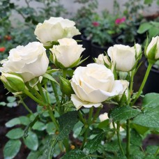 Саджанці троянд Вайт Баблс (привитий) - 2-річний