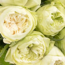 Саджанці троянд Вайт Кахала (привитий) - 2-річний