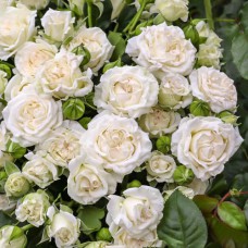 Саджанці троянд Вайт Лідія (привитий) - 2-річний