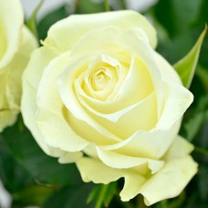 Саджанці троянд Вайт Наомі (привитий) - 2-річний