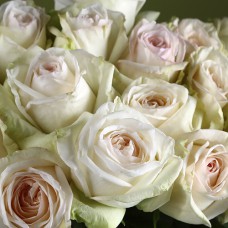 Саджанці троянд Вайт Охара (привитий) - 2-річний