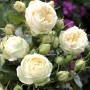 Саженцы роз Вайт Пиано (привитый) - 2-летний