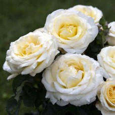 Саджанці троянд Вайт Помпонелла (привитий) - 2-річний