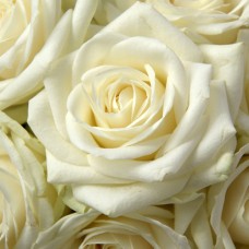 Саджанці троянд Вайт Шоколад (привитий) - 2-річний