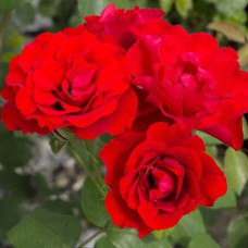 Саджанці троянд Ван Лав (привитий) - 2-річний