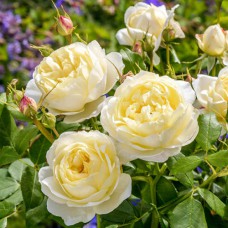 Саджанці троянд Ванесса (привитий) - 2-річний