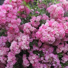 Саджанці троянд Вартбург (привитий) - 2-річний