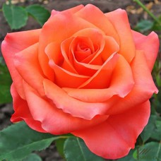 Саджанці троянд Вау (привитий) - 2-річний