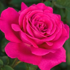 Саджанці троянд Веласкес (привитий) - 2-річний