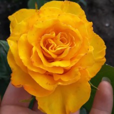 Саджанці троянд Вернада (привитий) - 2-річний