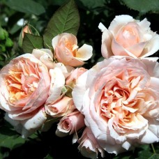 Саджанці троянд Вероніка (привитий) - 2-річний