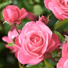 Саджанці троянд Вікторія (привитий) - 2-річний