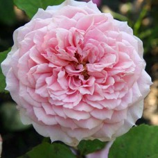 Саджанці троянд Вільям Крісті (привитий) - 2-річний