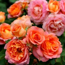 Саджанці троянд Вів'єн Вествуд (привитий) - 2-річний