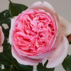 Саджанці троянд Вояж (привитий) - 2-річний