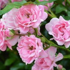 Саджанці троянд Зе Фейрі (привитий) - 2-річний